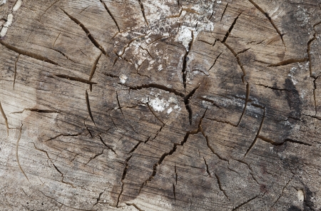  tree rings close up backgroundの写真素材