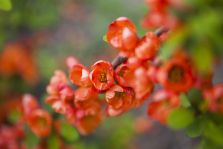 red flower close-upの写真素材