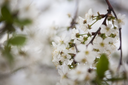 cherry blossom close-upの写真素材