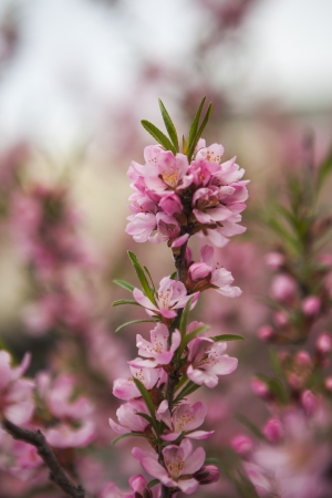pink almond blossoms close-upの写真素材