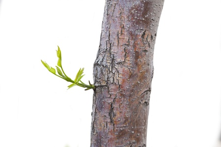 the new leaf on tree trunk isolated on white backgroundの写真素材