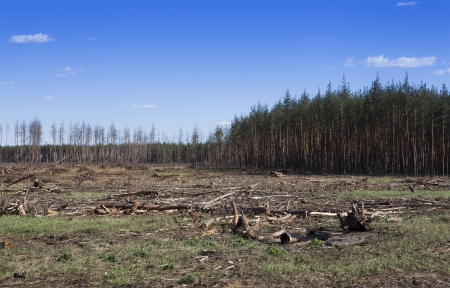 cutting the burned forestの写真素材