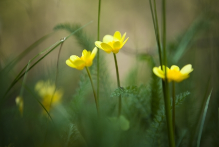 yellow flowers close upの写真素材