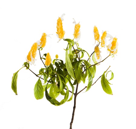plant with yellow flowers close up isolated on white backgroundの写真素材