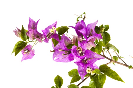pink flower close-up isolated on white backgroundの写真素材