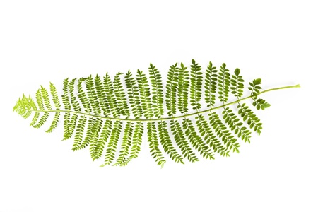 fern close-up isolated on white backgroundの写真素材