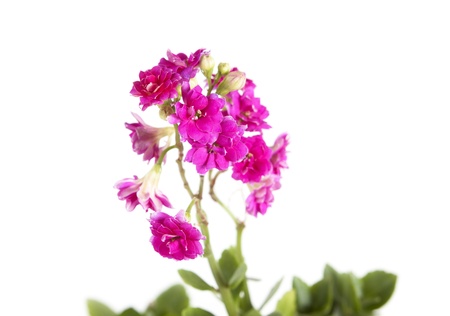 pink flower close-up isolated on white backgroundの写真素材