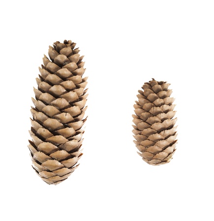 close-up of pine cones isolated on white backgroundの写真素材