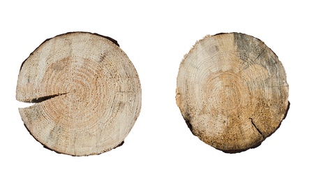 tree rings close up isolated on white backgroundの写真素材