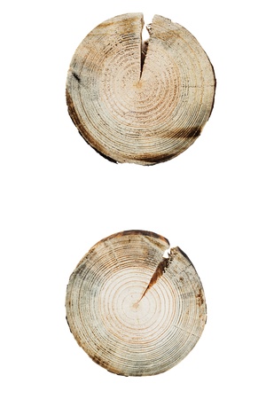 tree rings close up isolated on white backgroundの写真素材