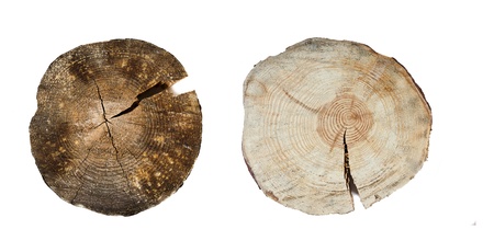 tree rings close up isolated on white backgroundの写真素材