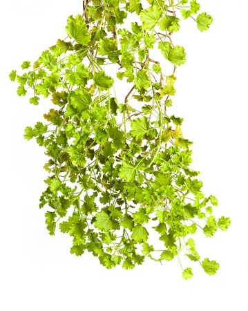 green stem and leaves close up isolated on white backgroundの写真素材