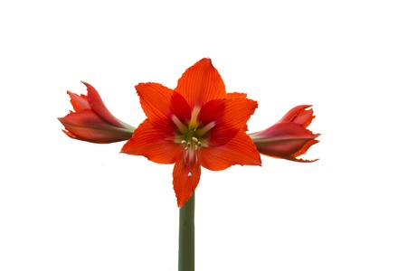 flower with red petals close-up isolated on white backgroundの写真素材