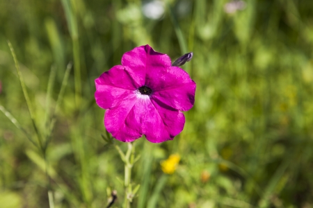 plant with purple petals close upの写真素材