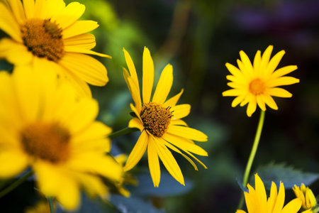 yellow flowers close up
