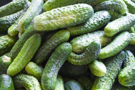 many cucumbers close-upの写真素材