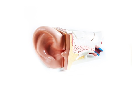 Anatomical Model ear isolated on a white backgroundの写真素材