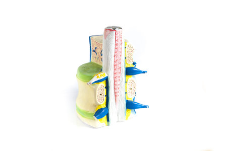 anatomical model of the spine isolated on white background