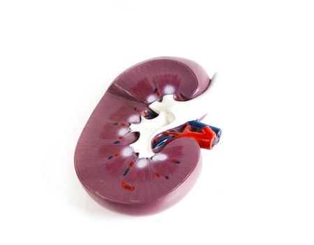 anatomical model of kidney isolated on a white backgroundの写真素材