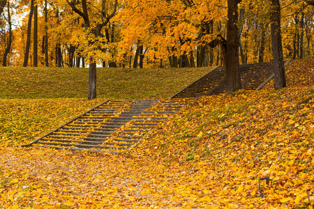steps in the yellow leaves in autumnの写真素材