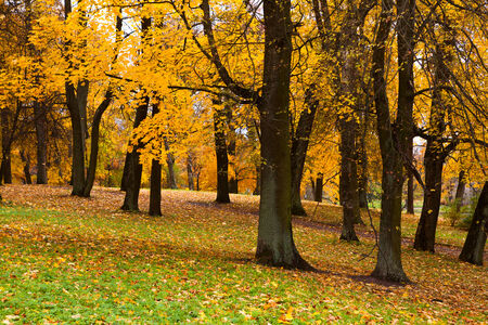 autumn parkの写真素材