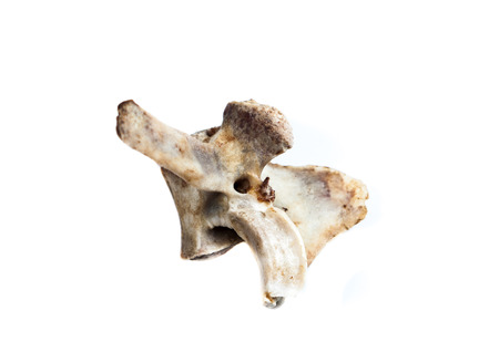 old bone isolated on white backgroundの写真素材