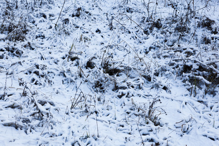 grass covered with snow close-upの写真素材