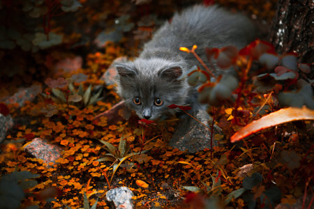 little kitten playing on the grassの写真素材