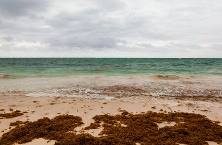 seaweed on the beachの写真素材