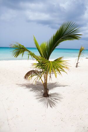 Green palm on the beach close-upの写真素材