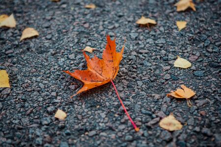autumn road in the dayの写真素材