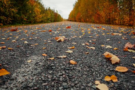 autumn park in the dayの写真素材