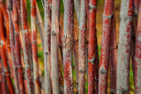 fence of twigs closeupの写真素材