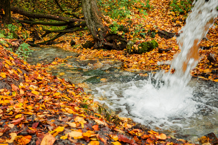 creek in the autumn forestの写真素材