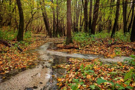 creek in the autumn forestの写真素材