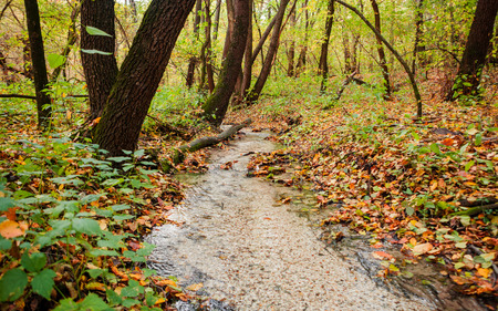 creek in the autumn forestの写真素材