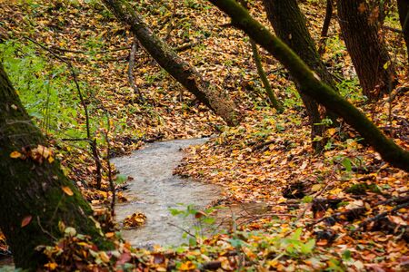 creek in the autumn forestの写真素材