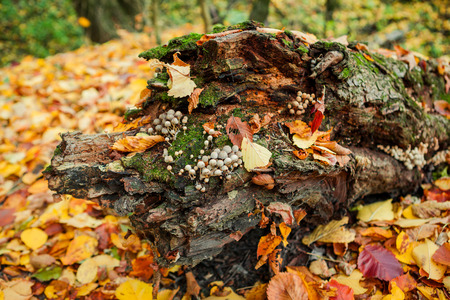Mushrooms on an old tree stump close-upの写真素材