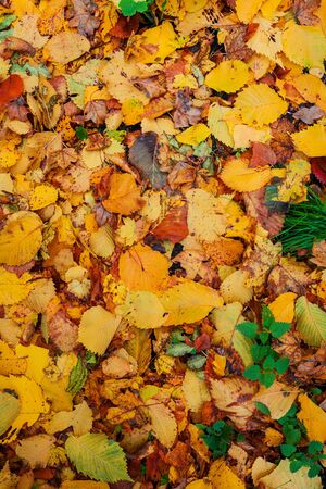 yellow leaf texture close upの写真素材