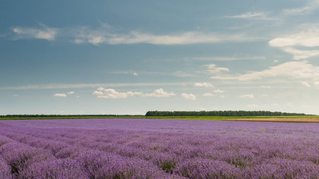 Field of lavender