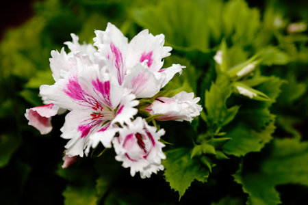 White flower with pink strips bloomingの写真素材