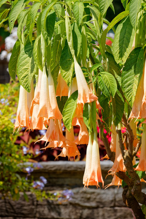Brugmansia Rafaella (Angel's trumpets), Isle Mainauの写真素材
