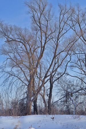 lonely tree in winter in a Sunny dayの写真素材