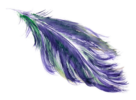 Watercolor feather isolated on white background. Hand drawn bird feather.の写真素材