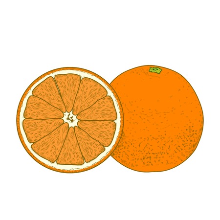 Sliced orange fruits isolated on a white background. Hand drawn color line art. Retro design. Vector illustration.のイラスト素材