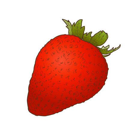 Strawberry fruit isolated on a white background. Hand drawn color line art. Retro design. Vector illustration.のイラスト素材