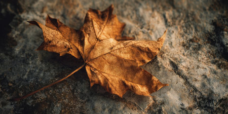A dry, brown maple leaf lies flat on a textured stone surface. Sunlight illuminates the leaf, highlighting its veins and delicate features in a serene outdoor setting.の素材