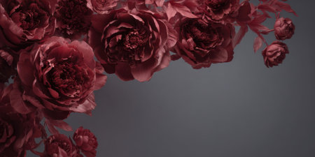 Dark red peonies create a stunning visual against a soft gray background, showing the delicate textures and rich hues of the flowers in a serene setting.の素材