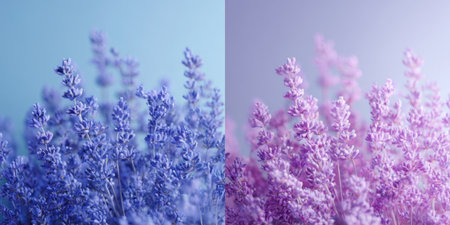Delicate lavender flowers in vibrant shades of purple fill the scene against a softly colored background. The flowers appear lush and vibrant, offering a peaceful view of nature.の素材