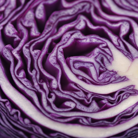 A close up view shows the intricate layers of a fresh purple cabbage cut in half. The layers display a mix of deep purple and white colors, highlighting its texture and shape.の素材
